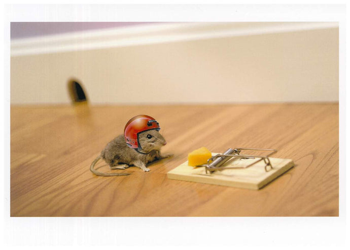 a ohoto of a mouse wearing a helmet as it reachs into a mouse trap with a piece of cheese as bait 