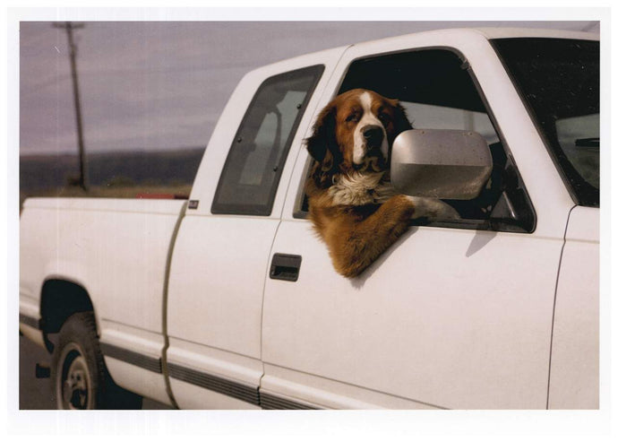 a colour photo of a large St. Bernard dog sitting in the passenger seat of a big white pickup truck with his arm outside the open window in a relaxed position