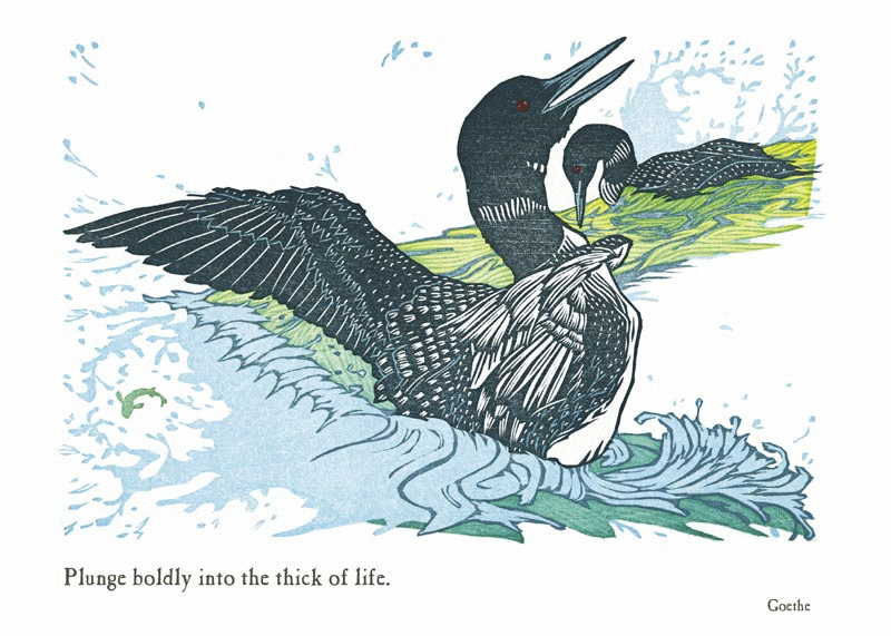 a greeting card with an illustration of a common loon bird flapping its wings in the water with another loon in the background. text. plunge boldly into the thick of life goethe