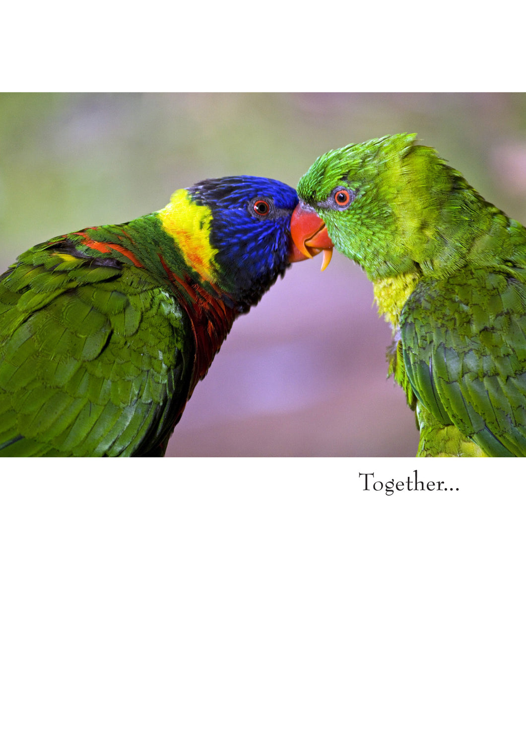 colour photo of two parrots