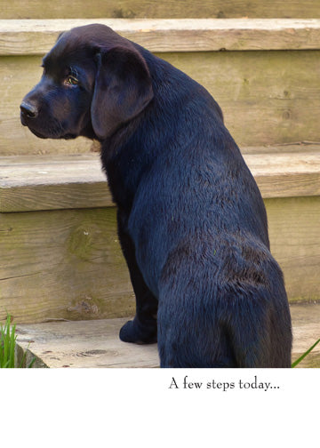 a colour photo of a baby black lab looking to head up some stairs 