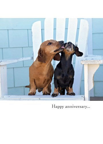 a colour photo of 2 weiner dogs, one black one brown, licking each others faces sitting on a white anarondack chair in front of  a soft blue brick wall
