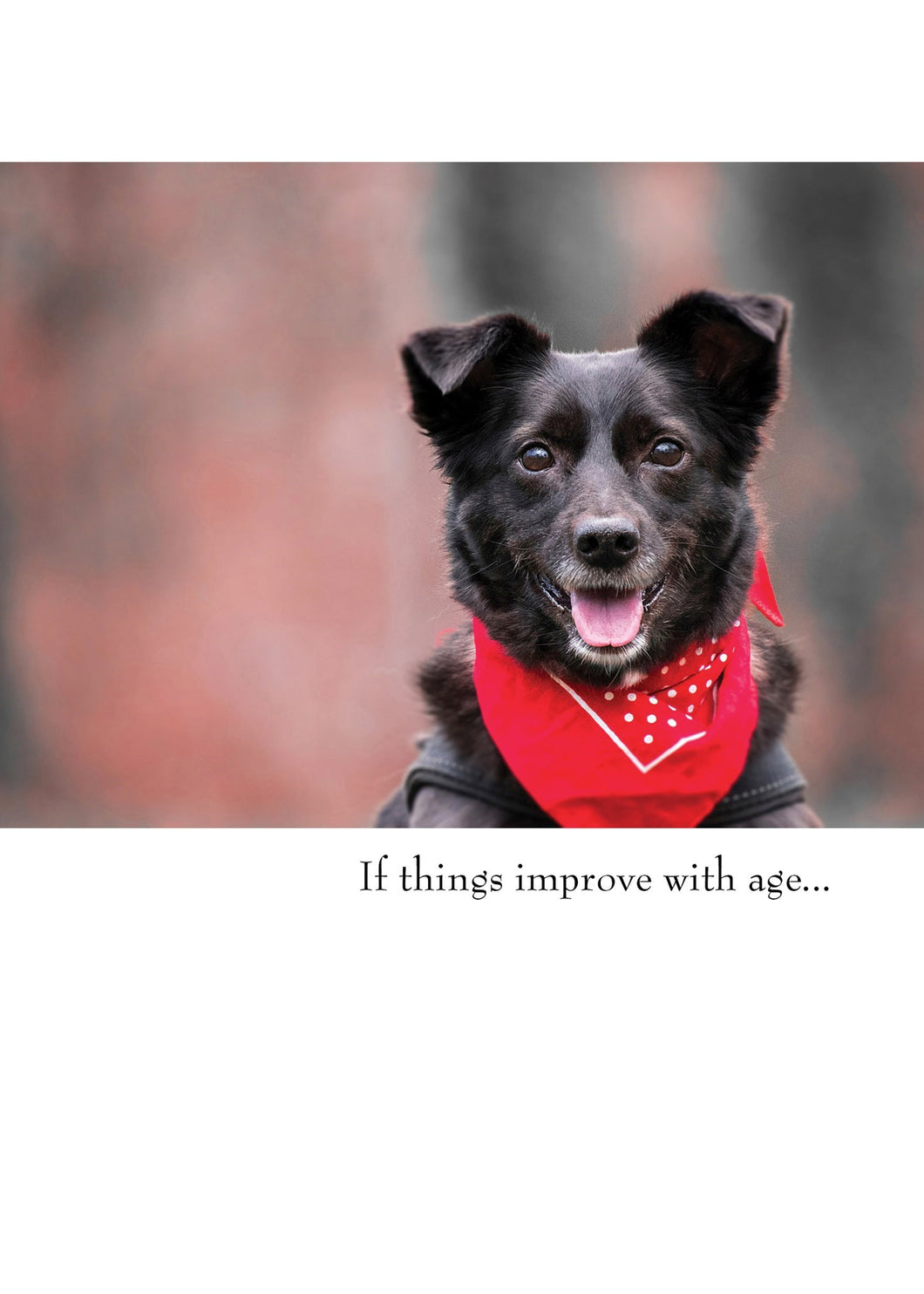 a colour photo of a perky black dog looks like it is smiling wearing a red bandana
