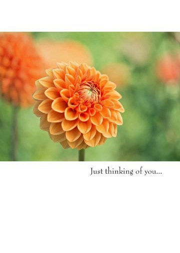 a colour photo of an orange dahlia flower on a green backdrop with script just thinking of you in black white trim at top and bottom of photo