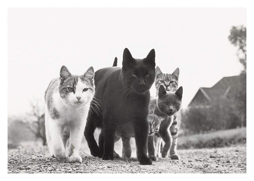 an assortment of cats, black, tabby, multi coloured phot in black and white in a group on the street like a gang