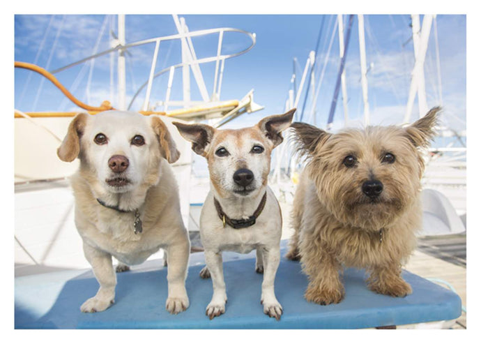 a colour photo of three dogs standing on a boat. a lab, a terrier, and a mixed breed. closeup faces look like they are smiling