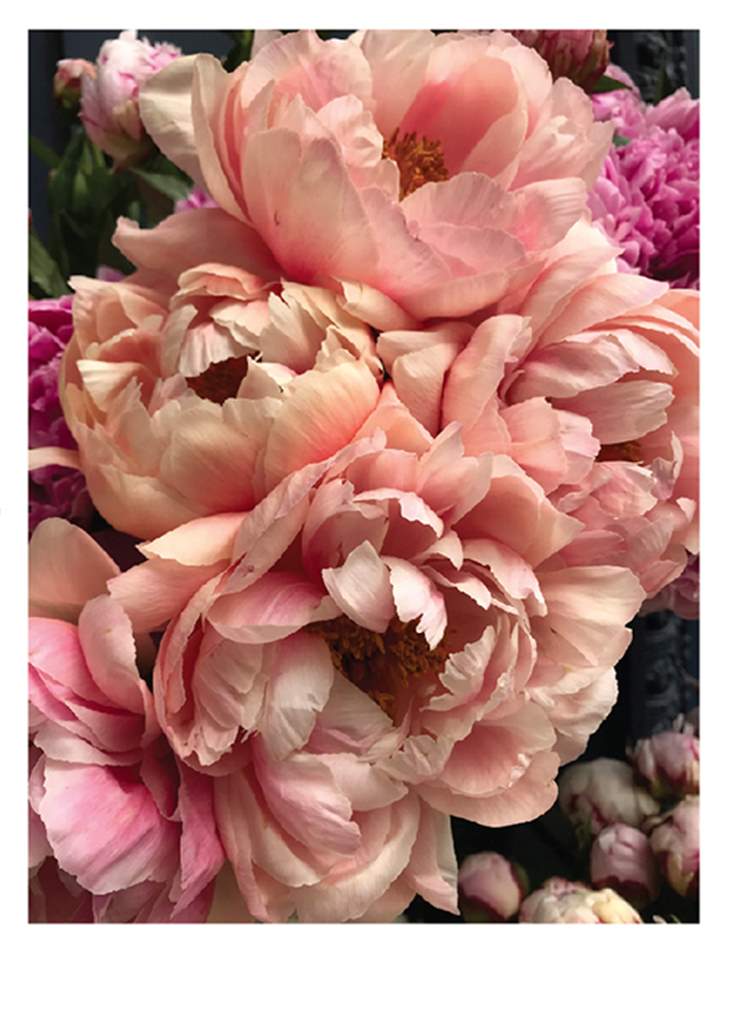 a photograph of pink peony flowers close up using the full page 