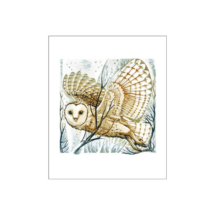 colour illustration of barn owl in flight
