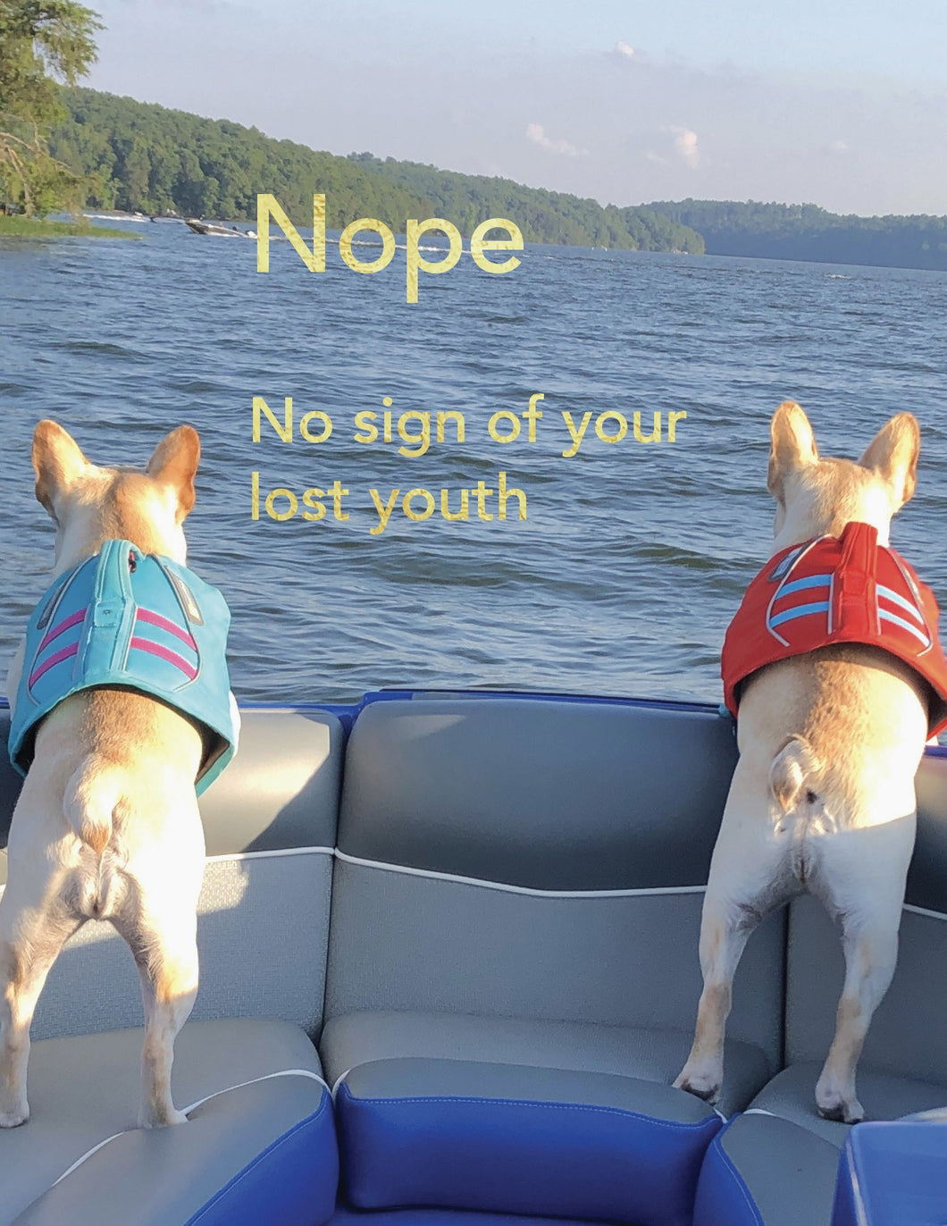 a colour photo of the bow of a motor boat with 2 french bull dogs in life jackets looking over the front of the boat on the blue water of a lake 